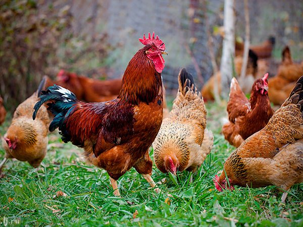 Породы куриц | ЗооТом - продажа, вязка и услуги для животных в Краснозаводске
