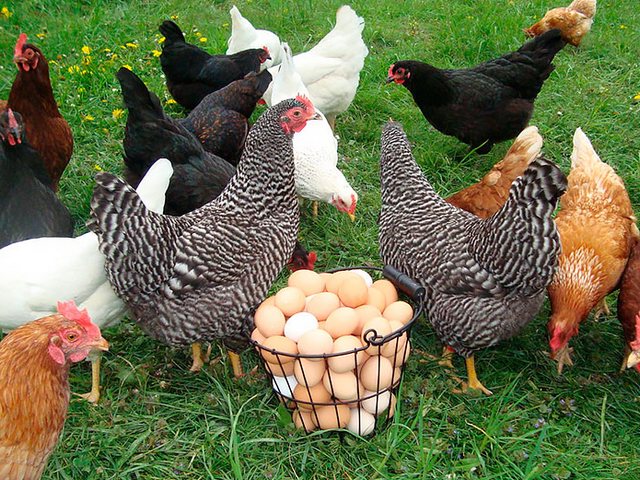 Содержание кур и уход за ними | ЗооТом - продажа, вязка и услуги для животных в Краснозаводске