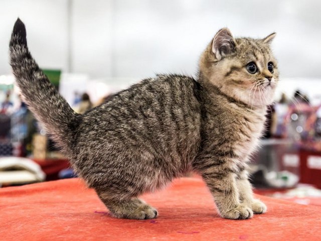 Породы кошек в Краснозаводске | ЗооТом портал о животных