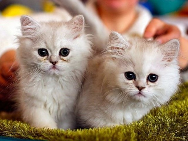 Породы кошек в Краснозаводске | ЗооТом портал о животных