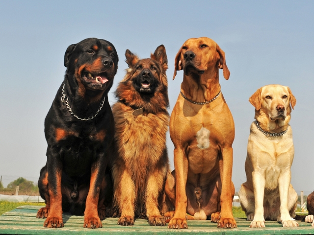 Крупные породы собак в Краснозаводске | ЗооТом портал о животных